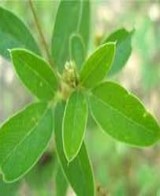 Nature Image