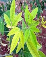 Nature Image
