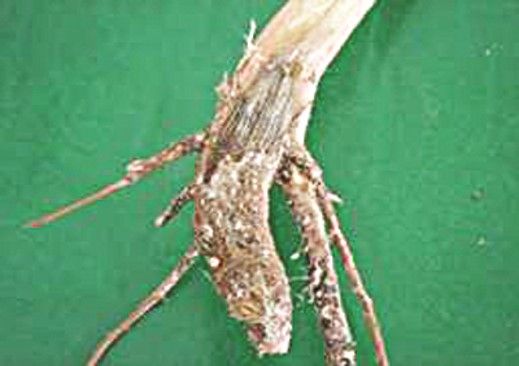 Nature Image