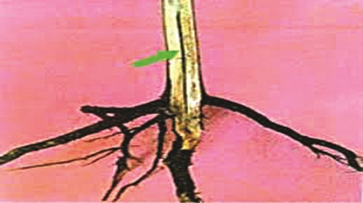 Nature Image