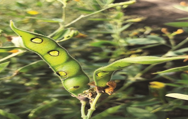 Nature Image