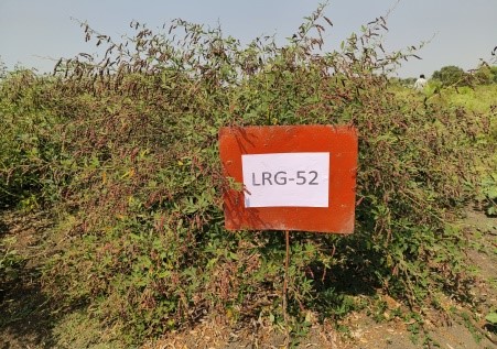 Nature Image